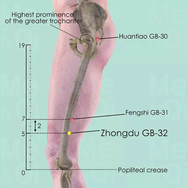 Zhongdu GB-32 - Bones view - Acupuncture point on Gall Bladder Channel