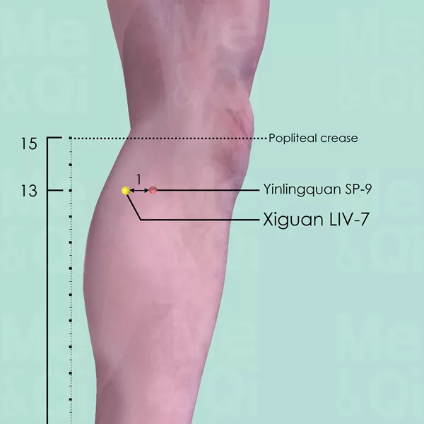 Xiguan LIV-7 - Skin view - Acupuncture point on Liver Channel