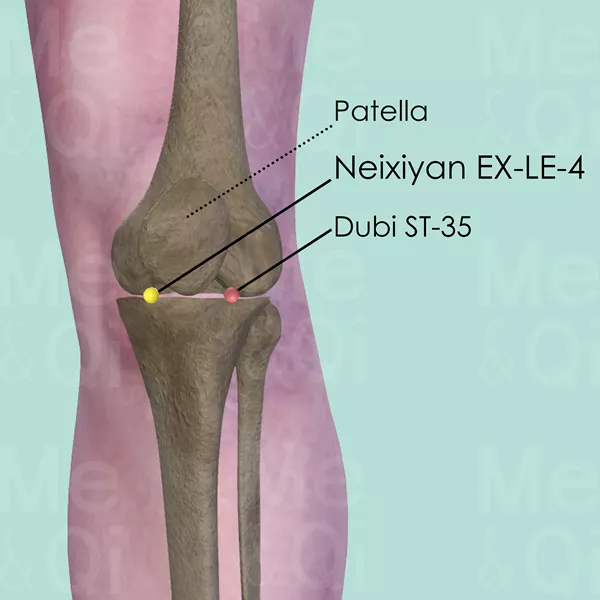 Neixiyan EX-LE-4 - Bones view - Acupuncture point on Extra Points: Lower Extremities (EX-LE)