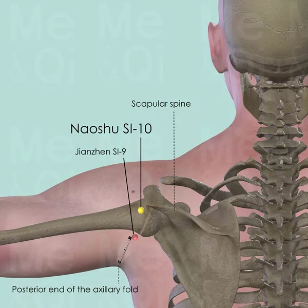 Naoshu SI-10 - Bones view - Acupuncture point on Small Intestine Channel