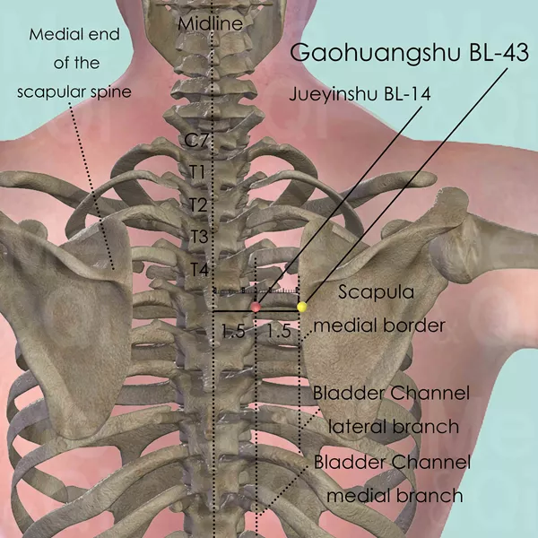 Gaohuangshu BL-43 - Bones view - Acupuncture point on Bladder Channel