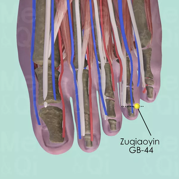 Zuqiaoyin GB-44 - Muscles view - Acupuncture point on Gall Bladder Channel