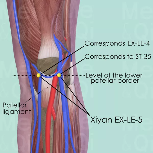 Xiyan EX-LE-5 - Muscles view - Acupuncture point on Extra Points: Lower Extremities (EX-LE)