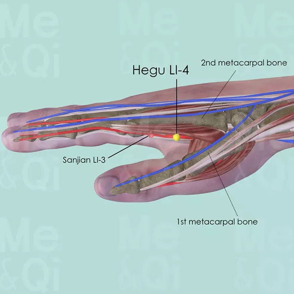 Hegu LI-4 - Muscles view - Acupuncture point on Large Intestine Channel