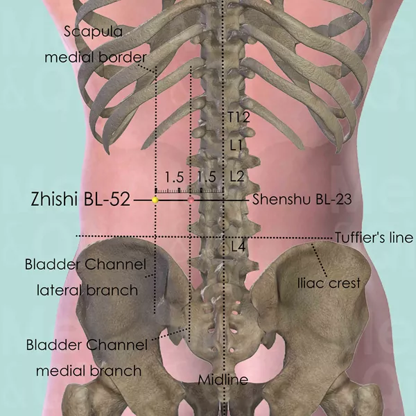 Zhishi BL-52 - Bones view - Acupuncture point on Bladder Channel