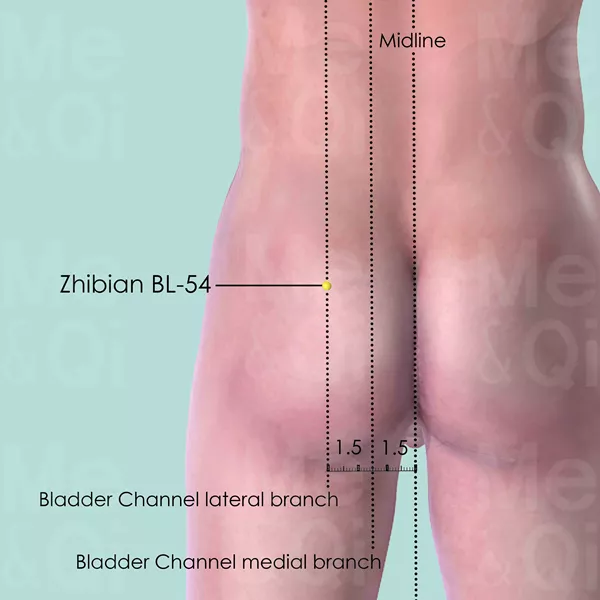 Zhibian BL-54 - Skin view - Acupuncture point on Bladder Channel