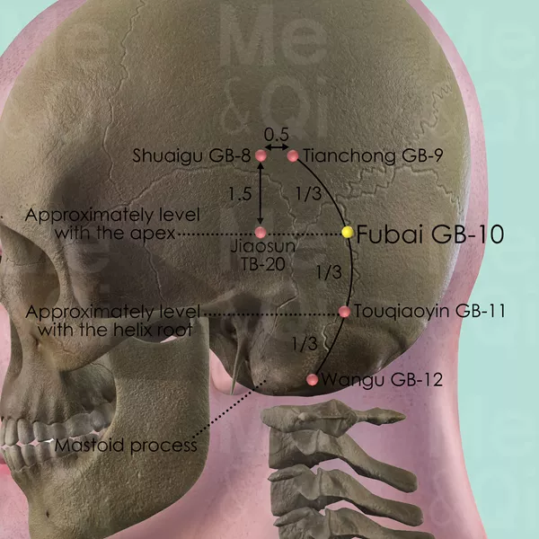 Fubai GB-10 - Bones view - Acupuncture point on Gall Bladder Channel