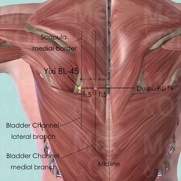 Yixi BL-45 - Muscles view - Acupuncture point on Bladder Channel