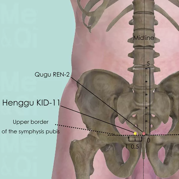Henggu KID-11 - Bones view - Acupuncture point on Kidney Channel