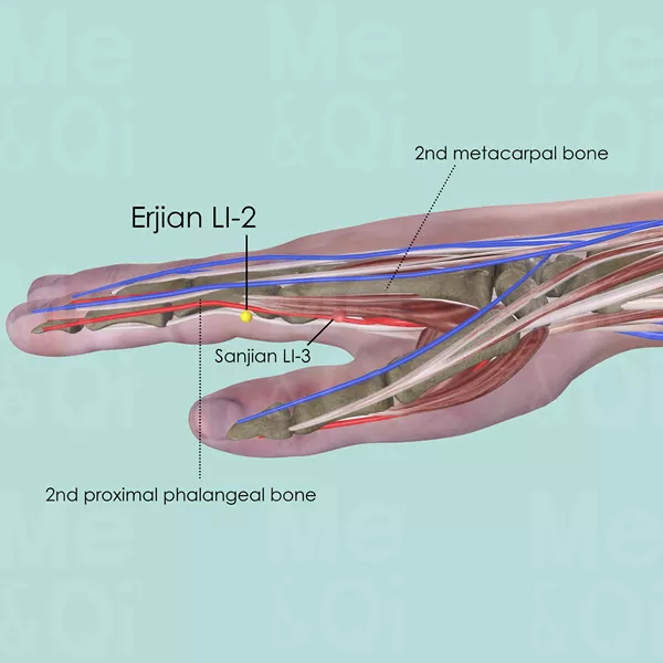 Erjian LI-2 - Muscles view - Acupuncture point on Large Intestine Channel