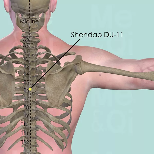 Shendao DU-11 - Bones view - Acupuncture point on Governing Vessel