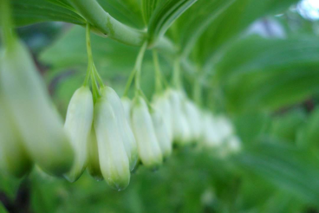 Huang Jing (King solomon's seal roots) plant