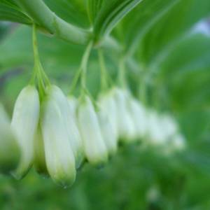 Huang Jing (King solomon's seal roots) plant