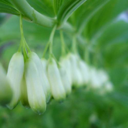 Huang Jing (King solomon's seal roots) plant