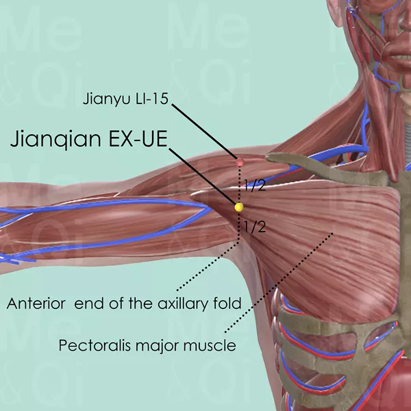 Jianqian EX-UE - Muscles view - Acupuncture point on Extra Points: Upper Extremities (EX-UE)
