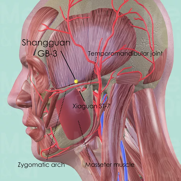 Shangguan GB-3 - Muscles view - Acupuncture point on Gall Bladder Channel