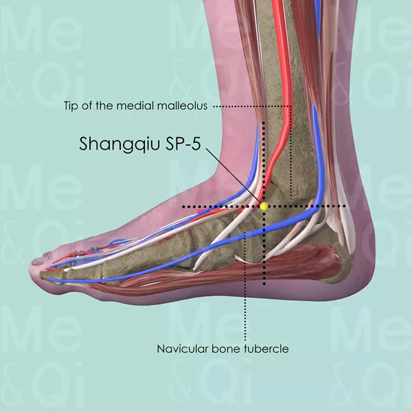 Shangqiu SP-5 - Muscles view - Acupuncture point on Spleen Channel