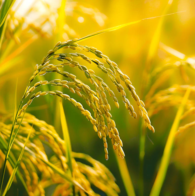 Gǔ Yá (Millet sprout ) plant