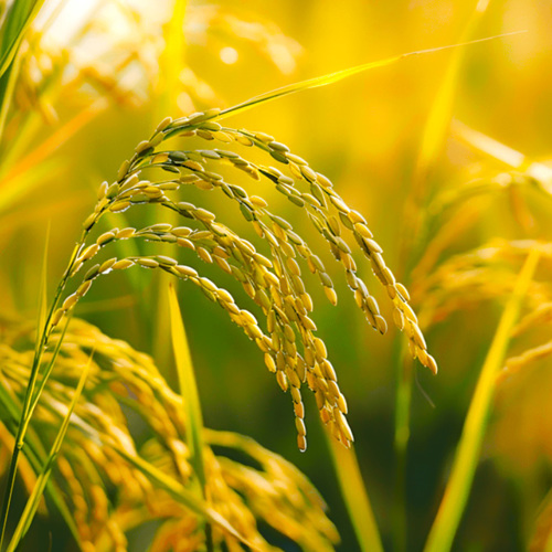 Gǔ Yá (Millet sprout ) plant