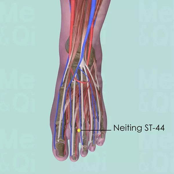 Neiting ST-44 - Muscles view - Acupuncture point on Stomach Channel
