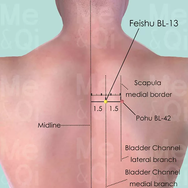 Feishu BL-13 - Skin view - Acupuncture point on Bladder Channel