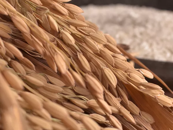 What the Rice bran plant looks like