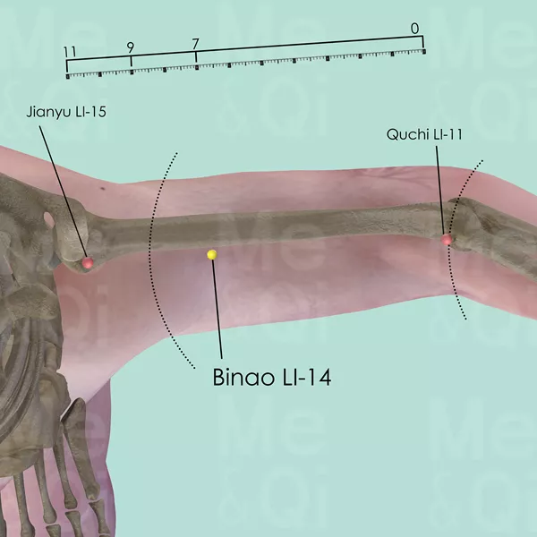 Binao LI-14 - Muscles view - Acupuncture point on Large Intestine Channel