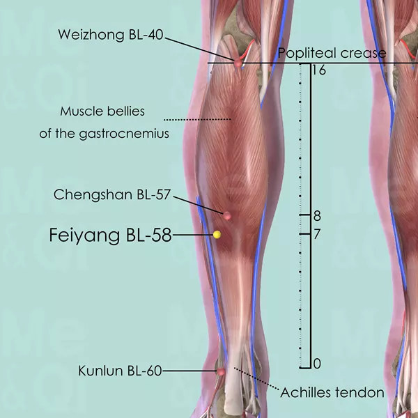 Feiyang BL-58 - Muscles view - Acupuncture point on Bladder Channel