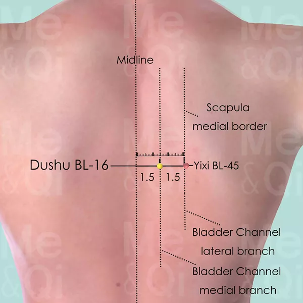 Dushu BL-16 - Skin view - Acupuncture point on Bladder Channel