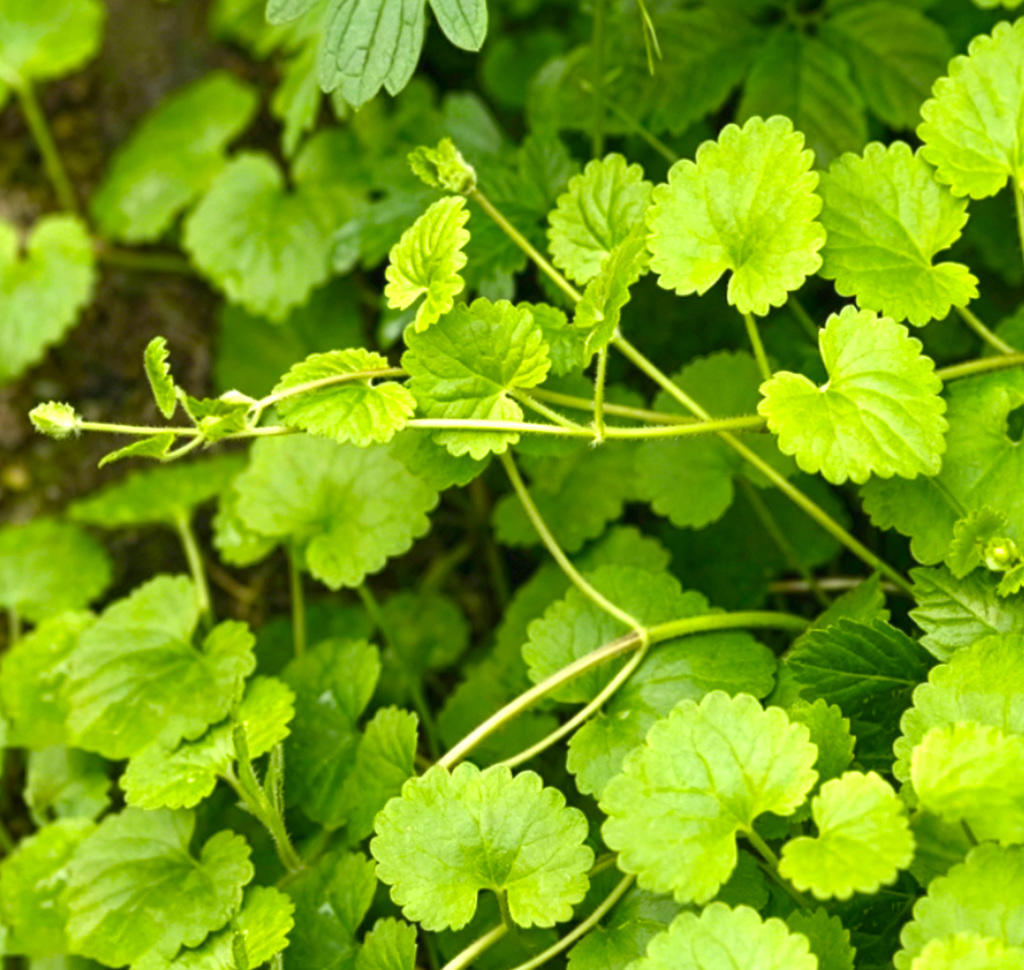 Lian Qian Cao (Longtube Ground Ivy) plant