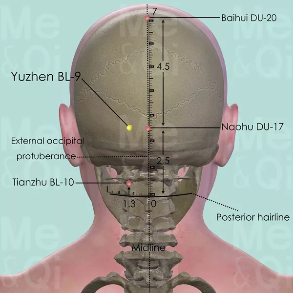 Yuzhen BL-9 - Bones view - Acupuncture point on Bladder Channel