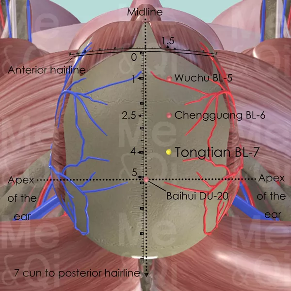Tongtian BL-7 - Muscles view - Acupuncture point on Bladder Channel