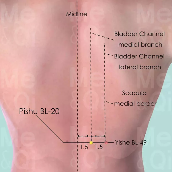 Pishu BL-20 - Skin view - Acupuncture point on Bladder Channel