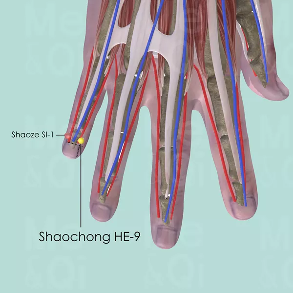 Shaochong HE-9 - Muscles view - Acupuncture point on Heart Channel