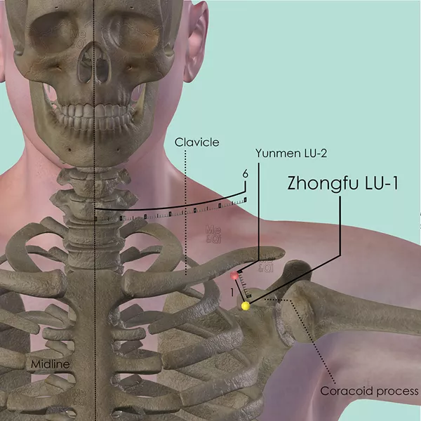 Zhongfu LU-1 - Bones view - Acupuncture point on Lung Channel