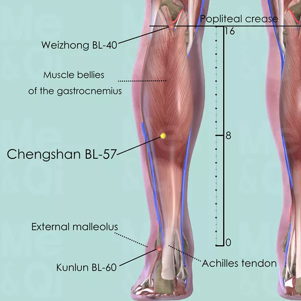 Chengshan BL-57 - Muscles view - Acupuncture point on Bladder Channel