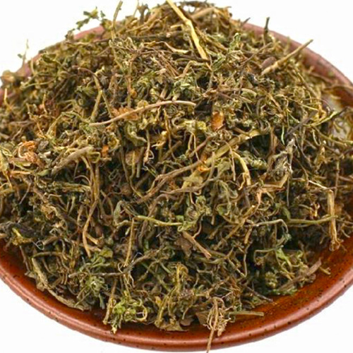 É Bù Shí Cǎo (Centipeda herb) as TCM ingredient