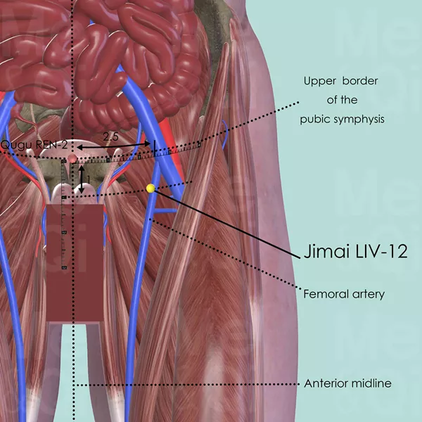 Jimai LIV-12 - Muscles view - Acupuncture point on Liver Channel