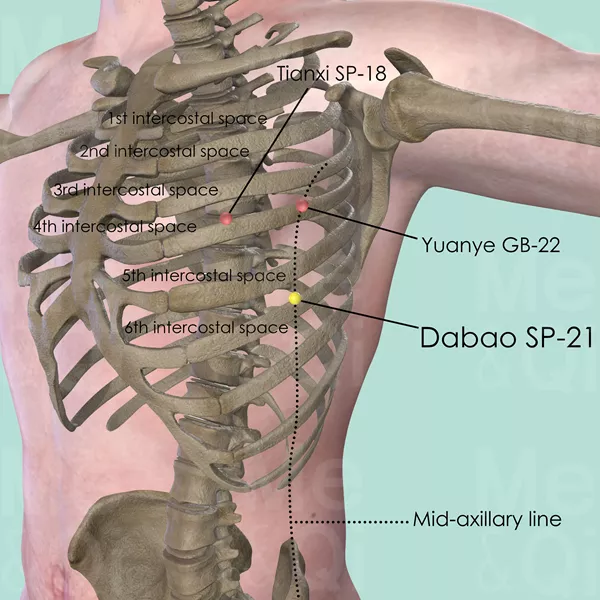 Dabao SP-21 - Bones view - Acupuncture point on Spleen Channel