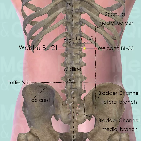 Weishu BL-21 - Bones view - Acupuncture point on Bladder Channel