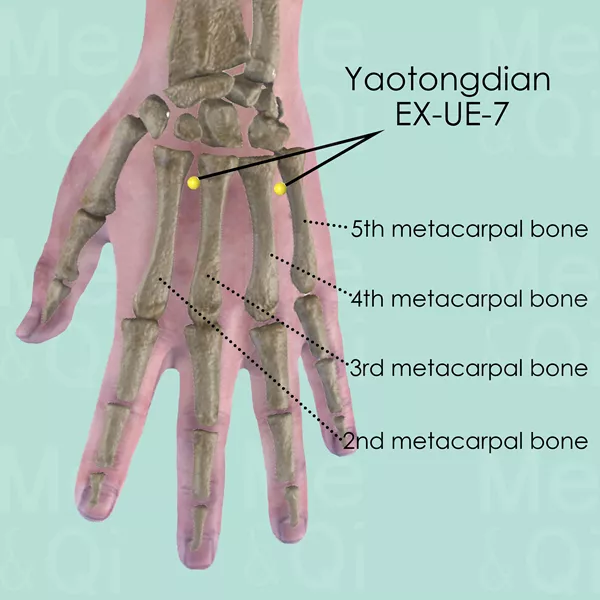 Yaotongdian EX-UE-7 - Bones view - Acupuncture point on Extra Points: Upper Extremities (EX-UE)