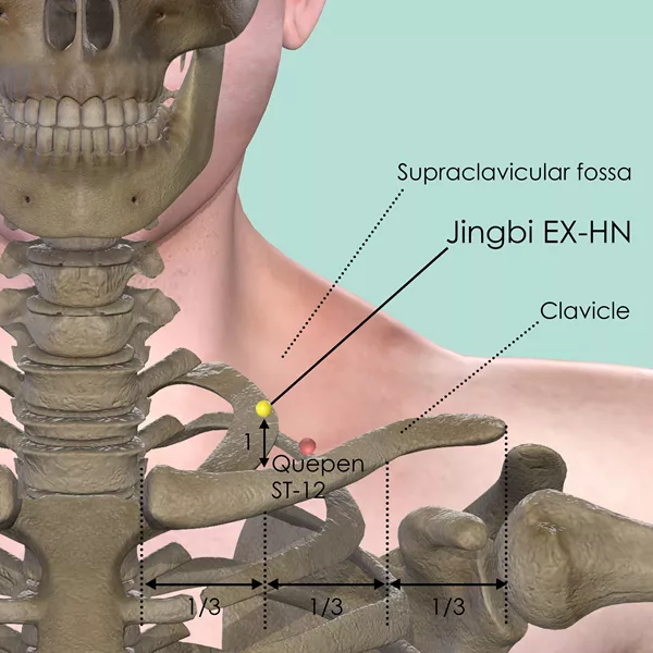 Jingbi EX-HN - Bones view - Acupuncture point on Extra Points: Head and Neck (EX-HN)
