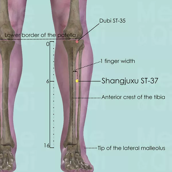 Shangjuxu ST-37 - Bones view - Acupuncture point on Stomach Channel