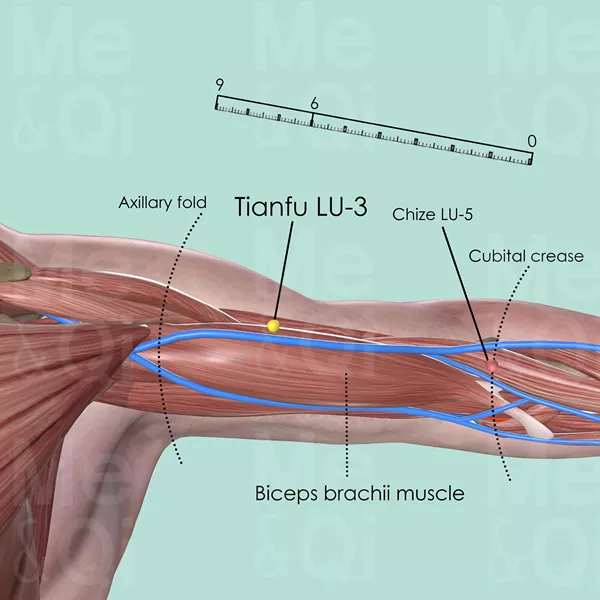 Tianfu LU-3 - Muscles view - Acupuncture point on Lung Channel