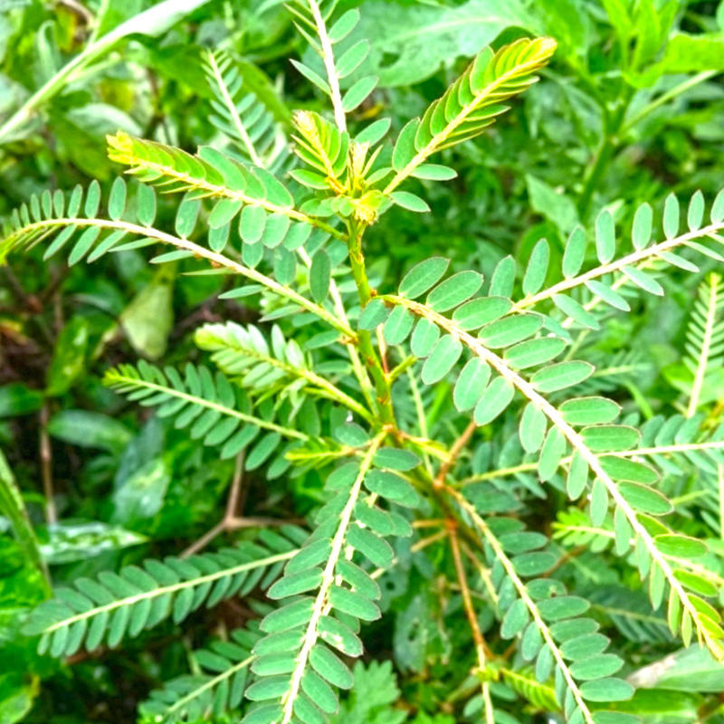 Ji Gu Cao (Abrus herb) plant