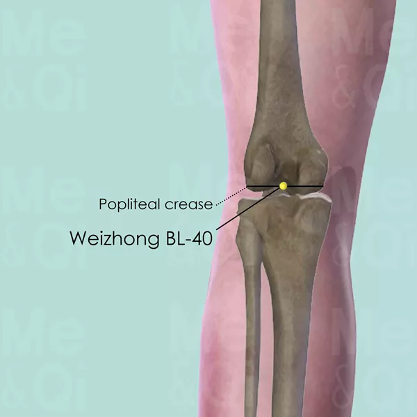 Weizhong BL-40 - Bones view - Acupuncture point on Bladder Channel