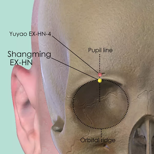 Shangming EX-HN - Bones view - Acupuncture point on Extra Points: Head and Neck (EX-HN)