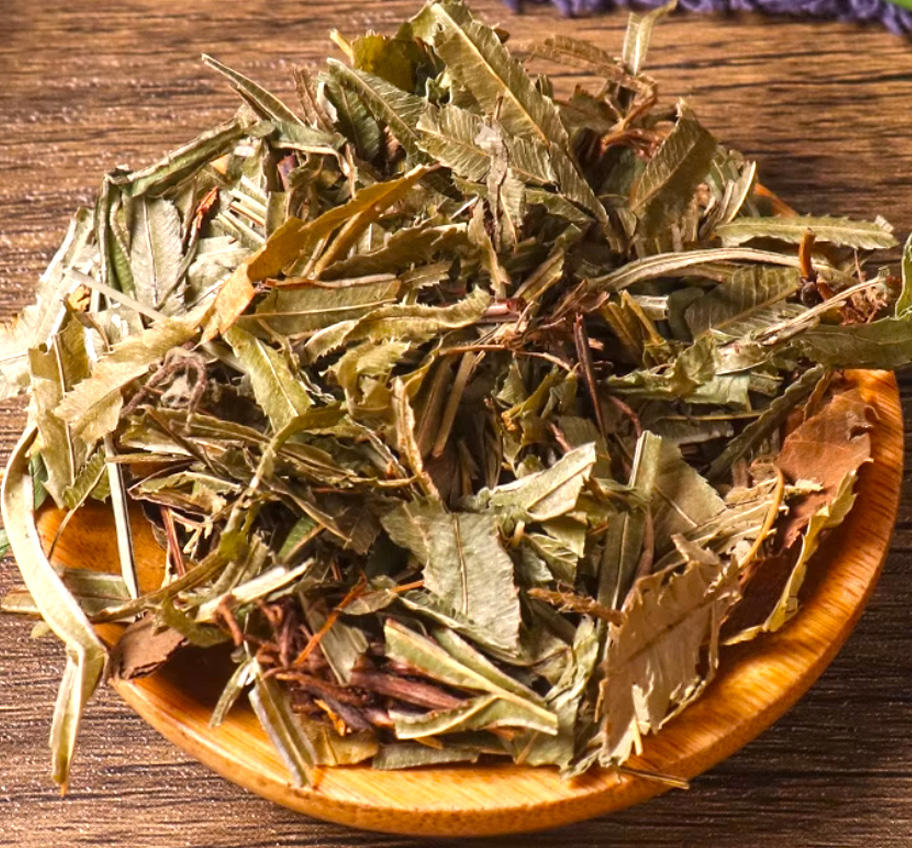 Fèng Wěi Cǎo (Chinese brake fern) as TCM ingredient