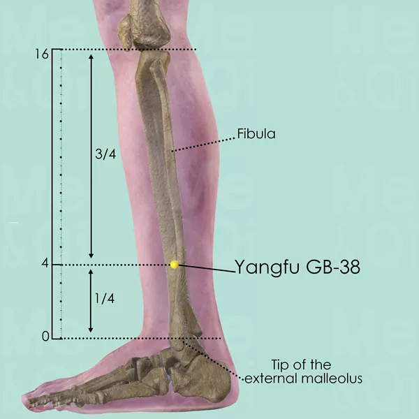 Yangfu GB-38 - Bones view - Acupuncture point on Gall Bladder Channel