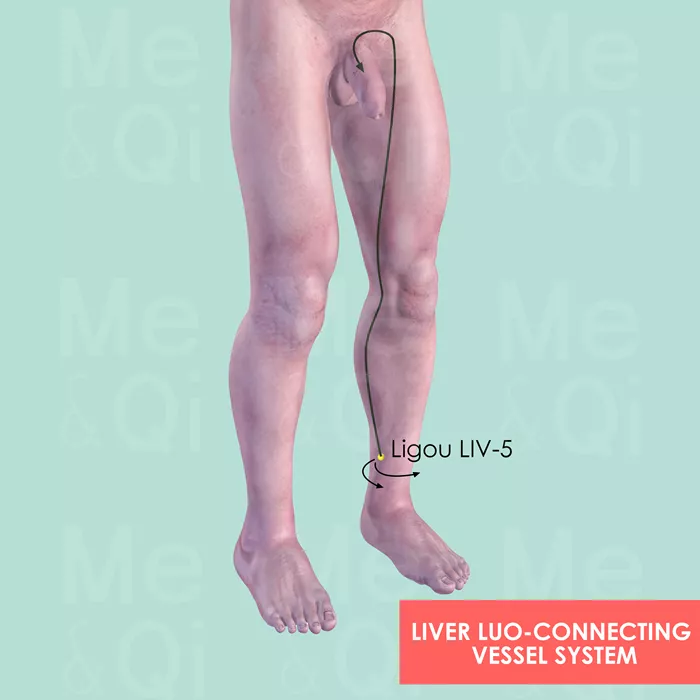 Liver Luo-Connecting Vessel System